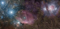 looking-at-the-universe:  Orion Nebula Credits on image