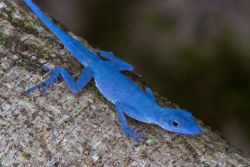 rhamphotheca:  Female Gorgona Island Blue Anole, Anolis gorgonae,