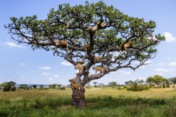 yburesque:  This is a lion tree. It’s where lions come from.