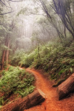 invocado:  Misty Morning Trail at Muir Woods ~ by "Vincent James"