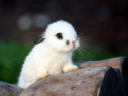 adorableanimalss:Baby bunny 