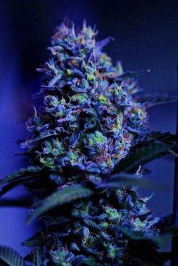 thehighbuddha420:  Blue Berry Yum Yum 