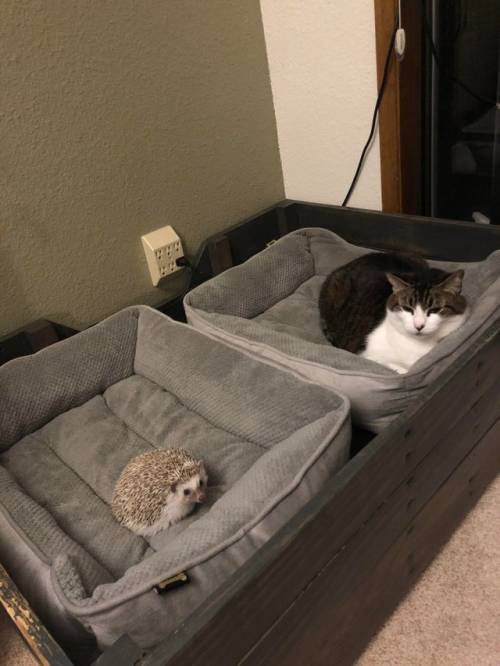 justcatposts:  “Please enjoy this photo of my dudes being lazy
