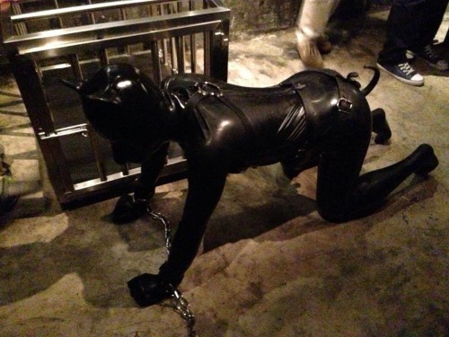 Good rubber pup caged