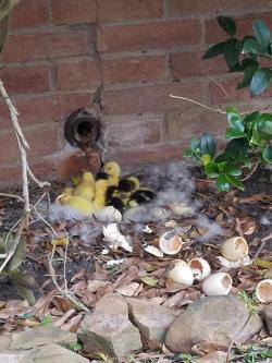 dawwwwfactory:  Had a duck nesting under our window for about