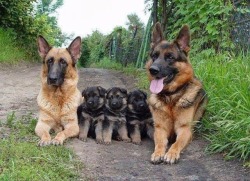 awwww-cute:  Family photo (Source: http://ift.tt/1HKVriF)  Uno