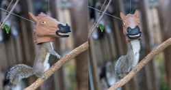 takethedamncash:  Squirrel Feeder For Your Garden!