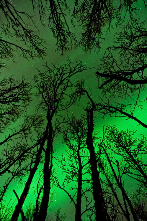 colourfulll:  Trees and Northern Lights By Iurie Belegurschi 