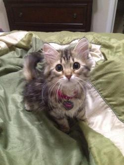 aubreyli:  THIS KITTY IS THE CUTEST KITTY OMG, LOOK AT THOSE WHISKERS!