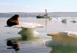 fotojournalismus:  A walrus rests precariously on a small iceberg