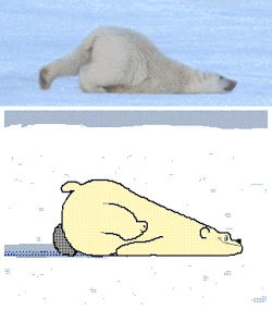k-eke:  Nyoooooooooooooooooooooooooooum :3 Lazy polar bear !!