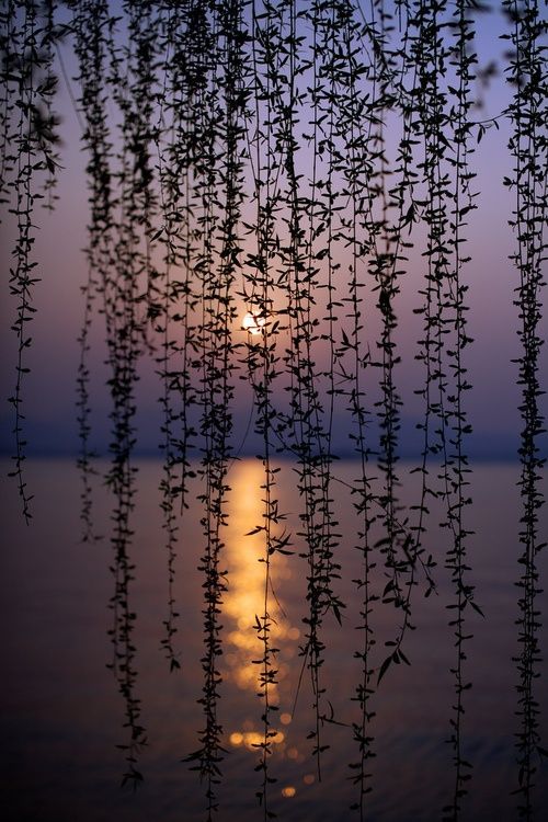 orchidaaorchid:  Sunset Vines, Hangzhou, China 