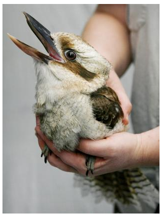 ohsosnarky:  wishful-thinkment:  thatsthat24:  cumenchantress:  http://www.news.com.au/lifestyle/real-life/sausage-addicted-kookaburra-too-fat-to-fly/story-e6frflri-1225872729208  That is the face of no regrets.  what people don’t realise is that, when