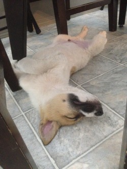 actualdogvines:  this is how my foster border collie puppy sleeps!
