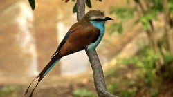 Racket Tailed Roller http://en.wikipedia.org/wiki/Racket-tailed_Roller