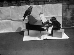 A monkey ‘playing’ a toy piano on which is perched