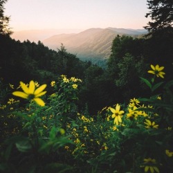 havingagoodvibes:  maureen2musings:  Great Smoky Mountains 