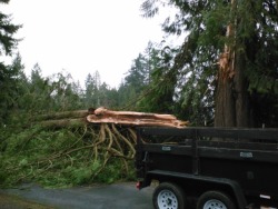 Nothings better than windstorms… Not lightning… Windstorms.