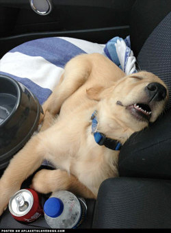 aplacetolovedogs:  Adorable sleeping puppy zonked out in the
