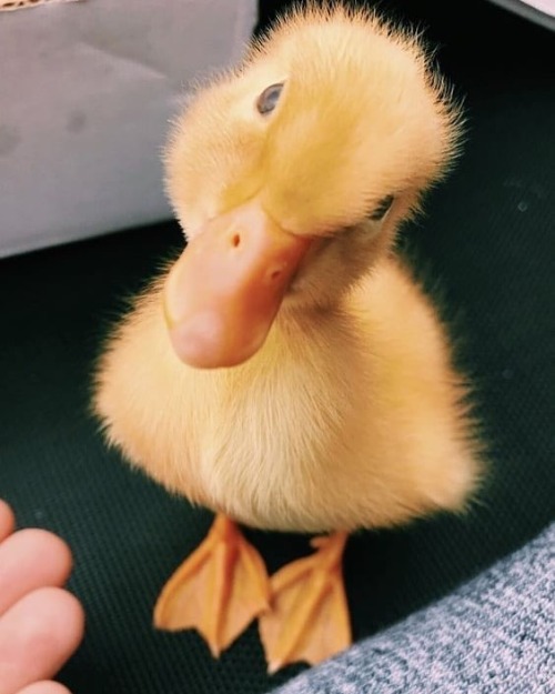 thesassyducks:  Strike a pose 😍 via @thesassyducks​ insta