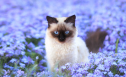 earthandanimals:  Bloom by Alina Shevelina