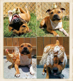 animalz-blogz:  A dog and his chick friend all grown up►