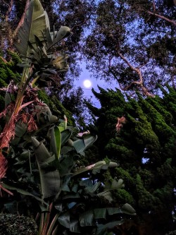 catkinsafire:  That moon though…