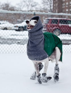 hounddogsrunning:  Smokey! 