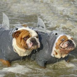 Baggy Bulldogs