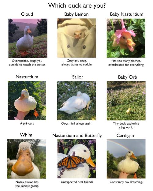 catsbeaversandducks:  Which duck are you?By Mother the Mountain