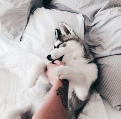 tattoos-w:  - -   Can I have a baby husky please? 