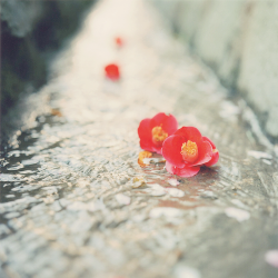 moonri:  It is beautiful even if scattering. (by KOHEI YAMAMOTO)