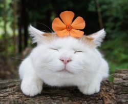 cybergata:  “my mantra is an orange flower.” 