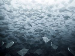 School’s out (Mobula rays in the Gulf of Mexico)