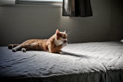 89cats:  untitled by PENTAKON on Flickr. 