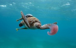 thelovelyseas:  Turtle eating a jellyfish by alastair.pollock on