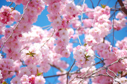 landscape-photo-graphy:  Japanese Hanami in Pictures Keep reading