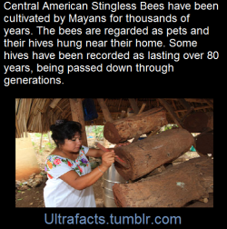 ultrafacts:    The bees were, and still are, treated as pets.