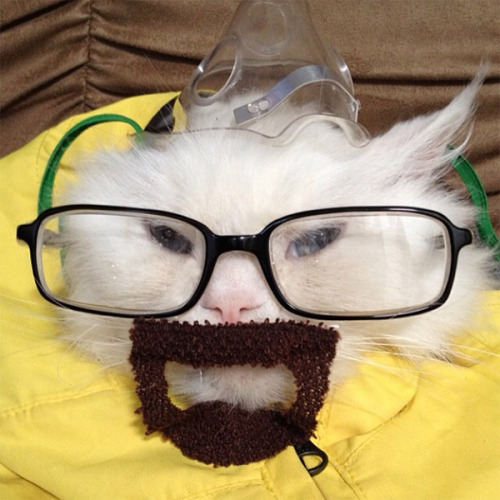 weavingserenity:  Breaking Badâ€™s Walter White aka Heisenberg Cat Cosplay 