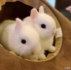 gothiccharmschool: YES, I NEED TO SEE ADORABLE BABY BUNNIES RIGHT