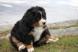 awwww-cute:  My friend’s chubby puppy likes to sit like this