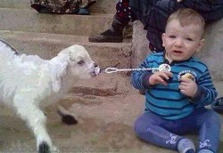 cutelittleanimalsthings:  Amazing Funny Goat and Baby