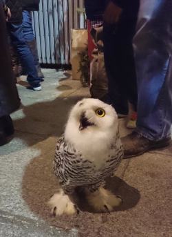 treasuredtentacles:  owlygem:  catsbeaversandducks:  Owls Are