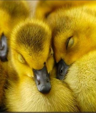 Snuggle down (Mallard ducklings)