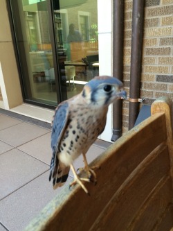 kite-of-chromosomes:  Kestrel on campus! He was super friendly