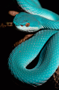 sixpenceee:  The trimeresurus albolabris insularis. Bites by