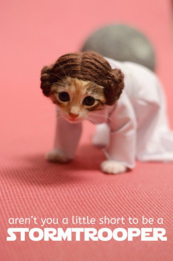 mostlycatsmostly:  May the 4th be With You!  (by folkwynd)  