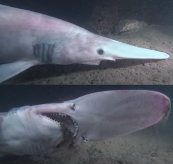 samid11:people are scared of goblin sharks but look at this nerd