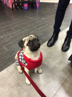 unshrink:  my cousin saw a pug today 