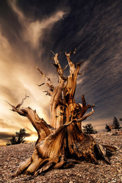 l-eth-e:  sunrise over the ancient bristlecone pine forest (rick